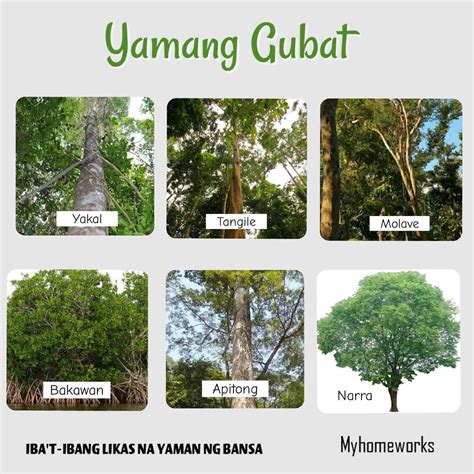 yamang gubat chart|Mga likas na yaman .